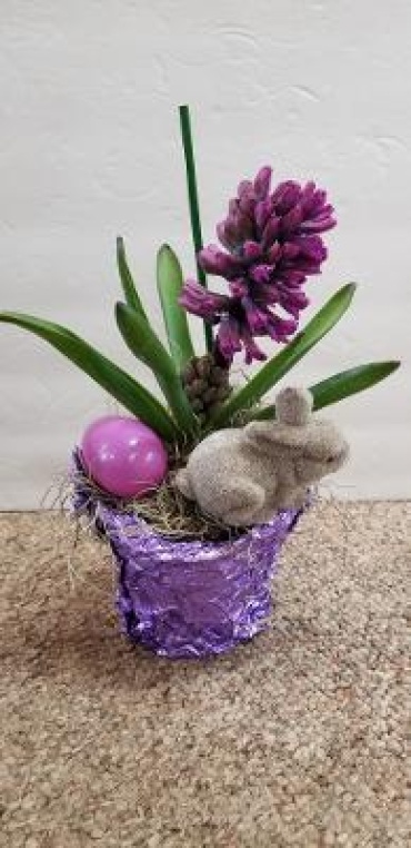 Hyacinth