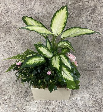 Dish Garden in Ceramic Planter