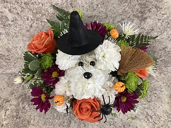 Bewitching Puppy Dog