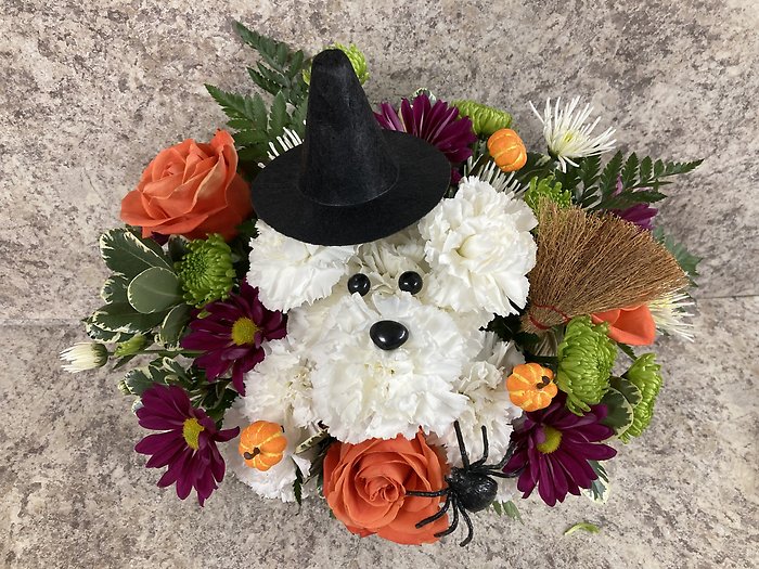 Bewitching Puppy Dog