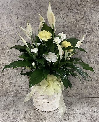 Peace Lily with Fresh Flowers