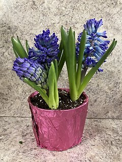 Easter Hyacinth