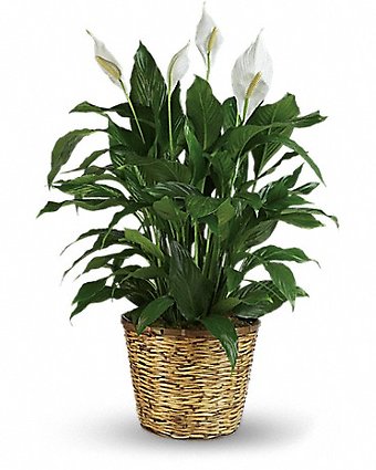 Simply Elegant Spathiphyllum - Large