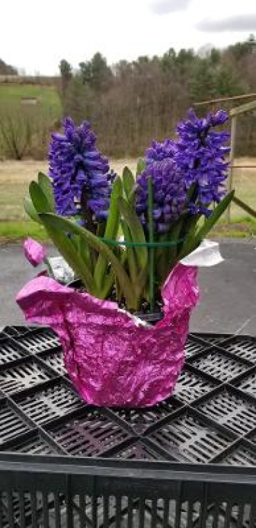 Multiple Bloom Hyacinth