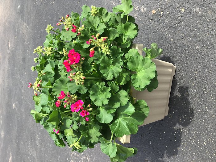 Blooming Geranium Planter