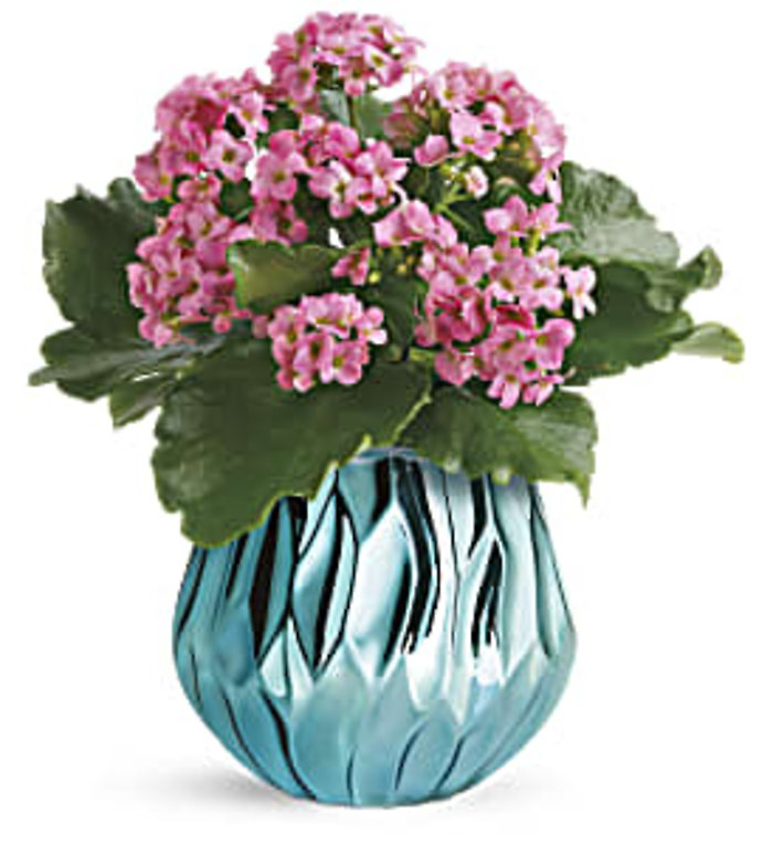 Blooming Gem Kalanchoe Plant