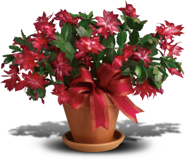 Merry Christmas Cactus