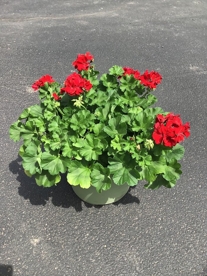 Blooming Geranium Planter