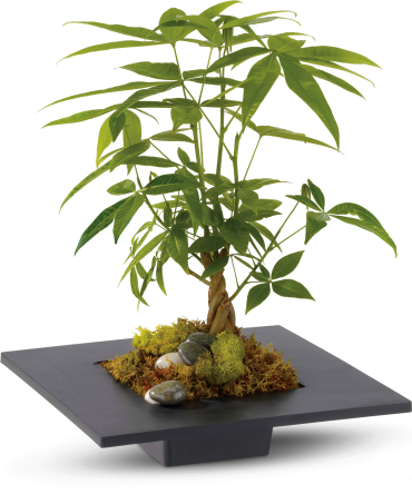Money Tree