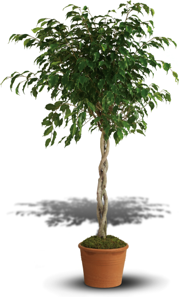 Towering Ficus