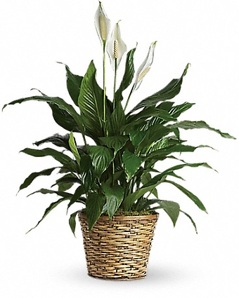 Simply Elegant Spathiphyllum - Medium