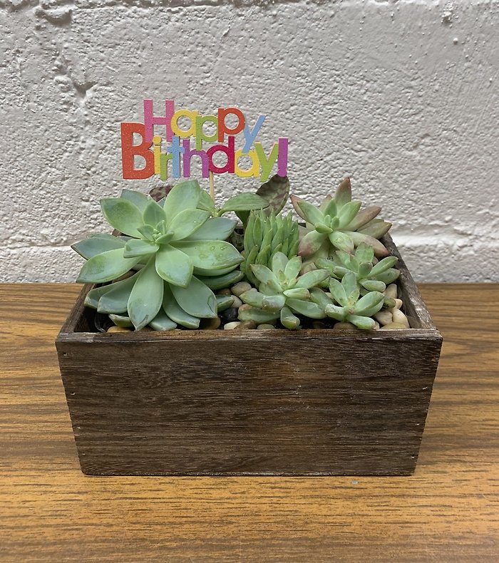 Happy Birthday Succulent Garden