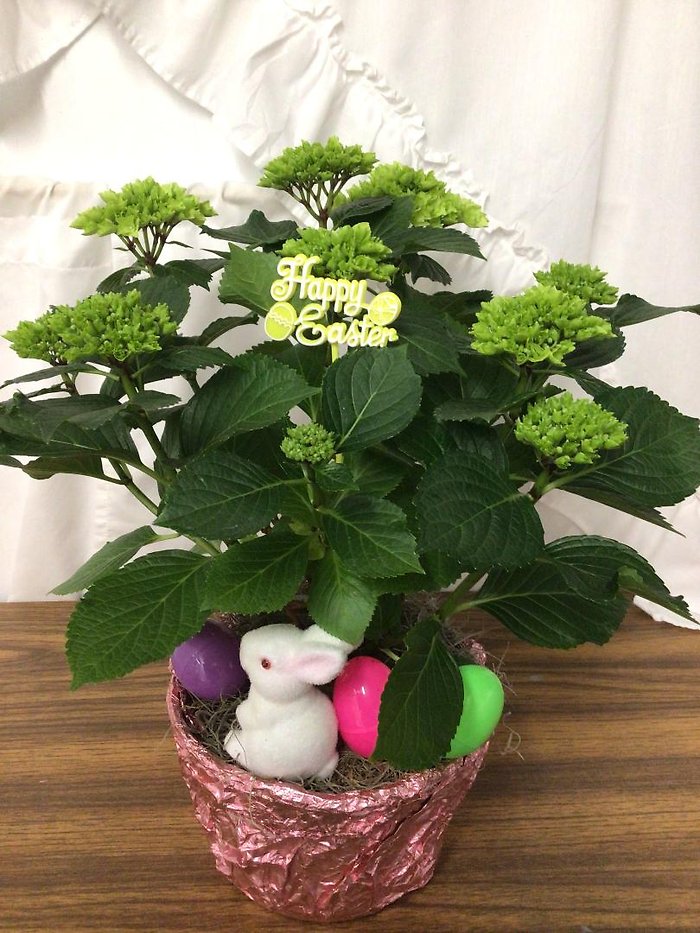 Happy Hoppin Hydrangea Plant