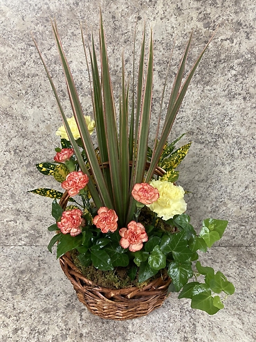 Dish Garden In A Basket